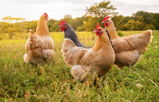 Animals and Feed